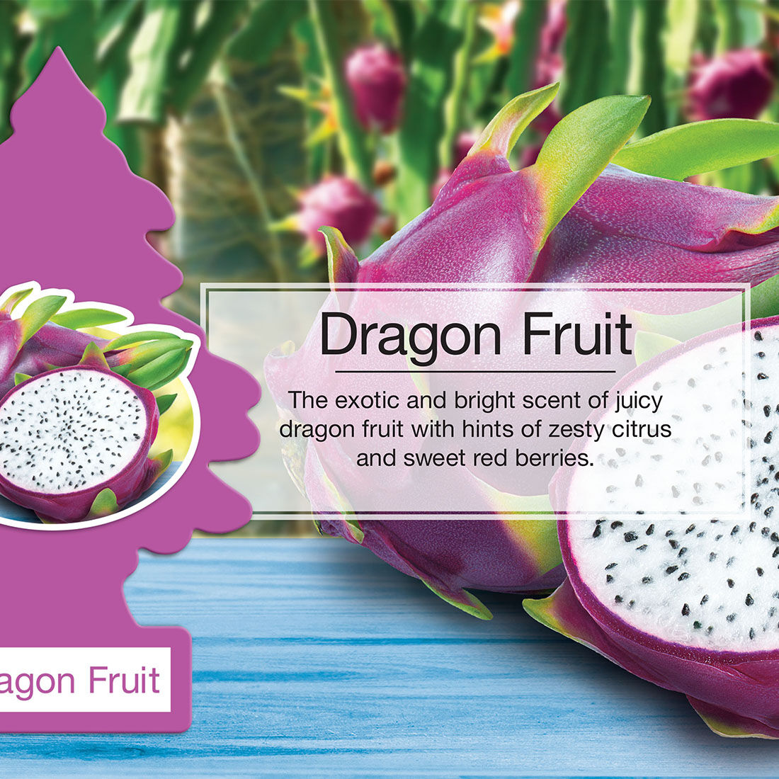 Dragon Fruit  Little Trees